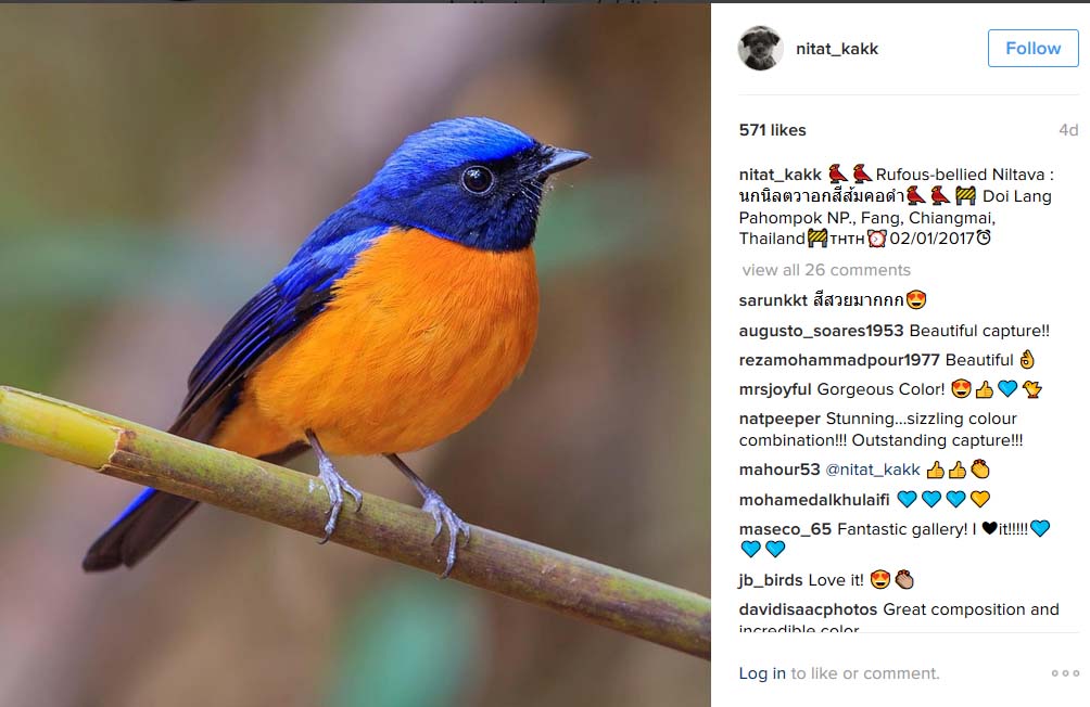 Bird photography: Charming pose of the Hill Blue flycatcher bird by Nitat_kakk