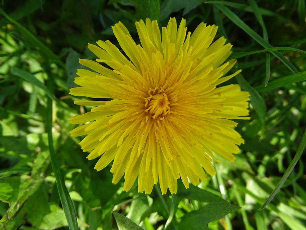 Plant photography: Dandelion flower in radial bloom- Anino Ogunjobi