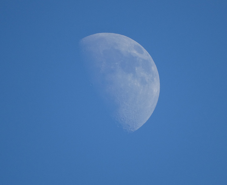 Nature photography: I see the moon and the moon sees me!