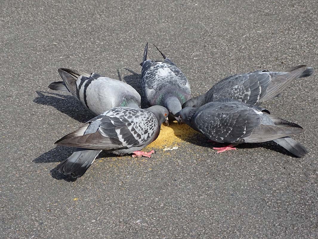 Bird photography: Interesting bird watch as Pigeons feed while posing for the camera by Anino Ogunjobi