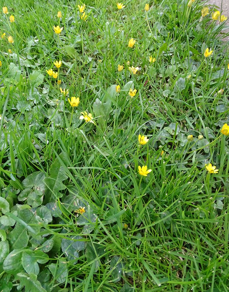 Plant photography: A beautiful display of Wildflowers- Lesser Celandine- Anino Ogunjobi