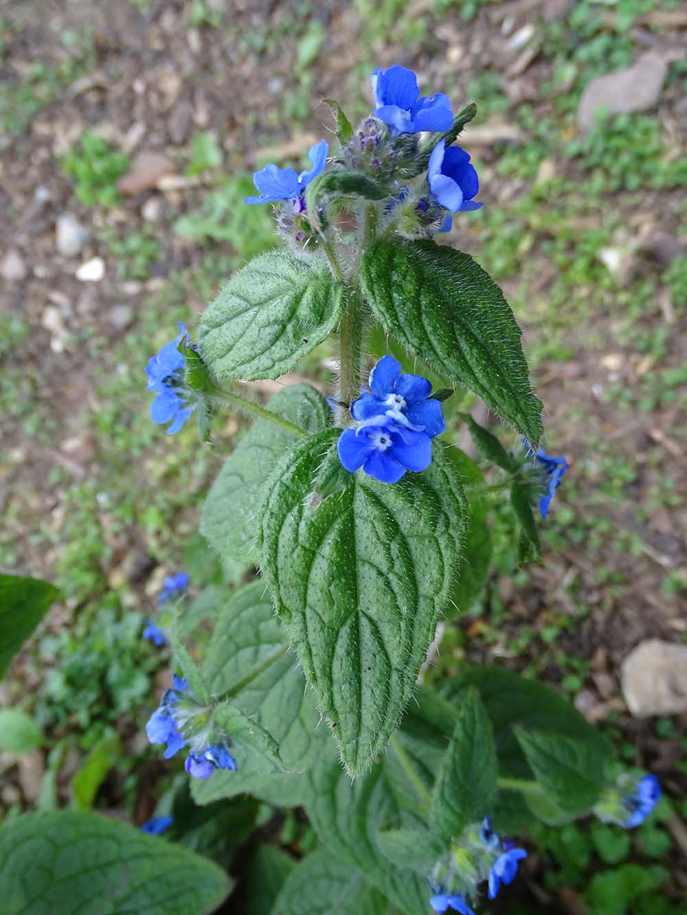 Plant photography: The dense blue colour of the Green Alkanet, Pentaglottis sempervirens