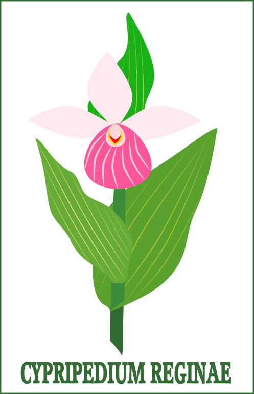 Colouring: Cypripedium Reginae