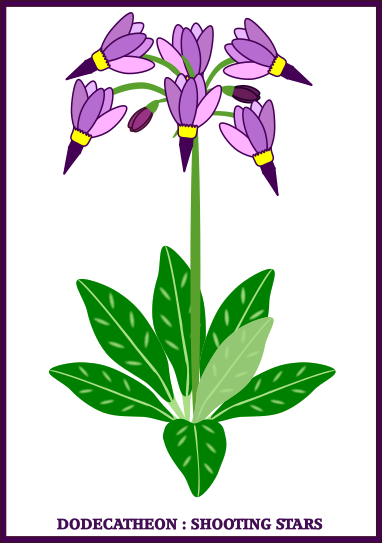 When flowers bloom, we do some colouring of flowers: Dodecatheon Shooting stars