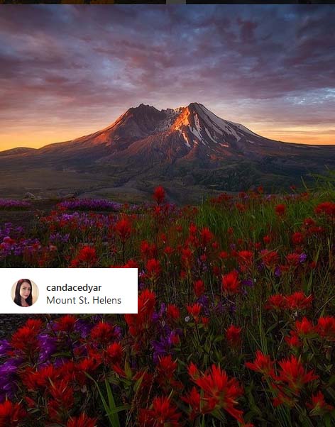 Nature photography: Admirable view of a field with flowers at Mount St Helens, Washington by Candacedyar