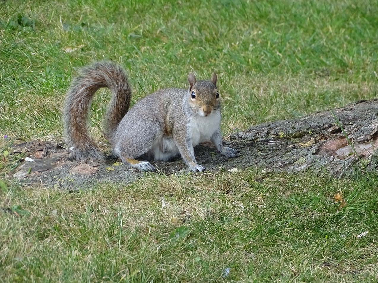 Animal photography:- Captivating Snapshot Of A Squirrel By Anino Ogunjobi