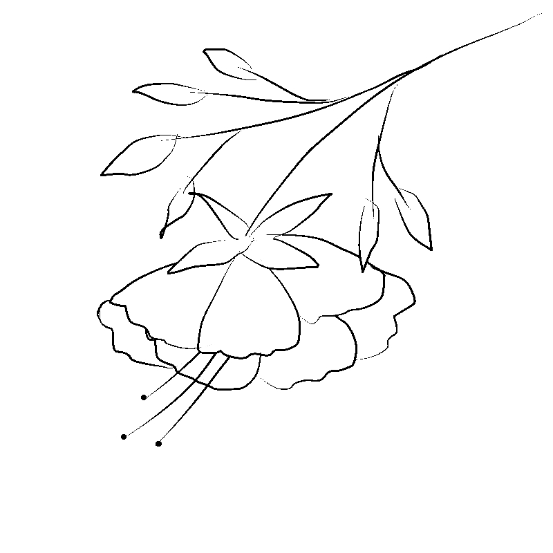 Line art- Flower Drawing Day 10: Fuchsia