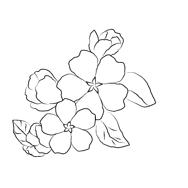 Line art- Flower Drawing Day 11: Floral Spray Apple Blossom