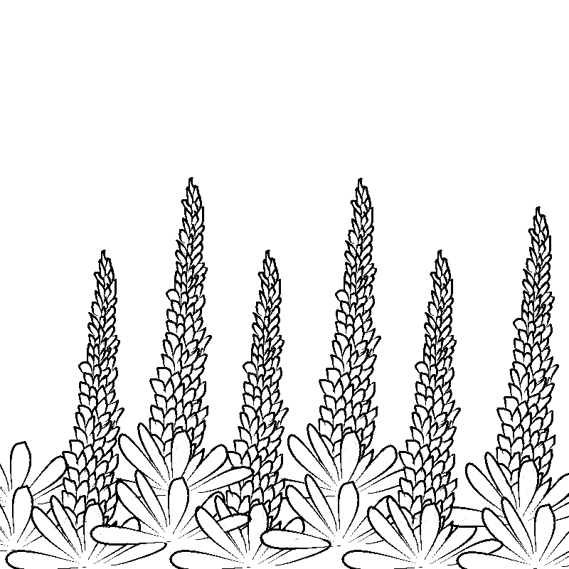 Line art- Flower Drawing Day 16: Lupin Border