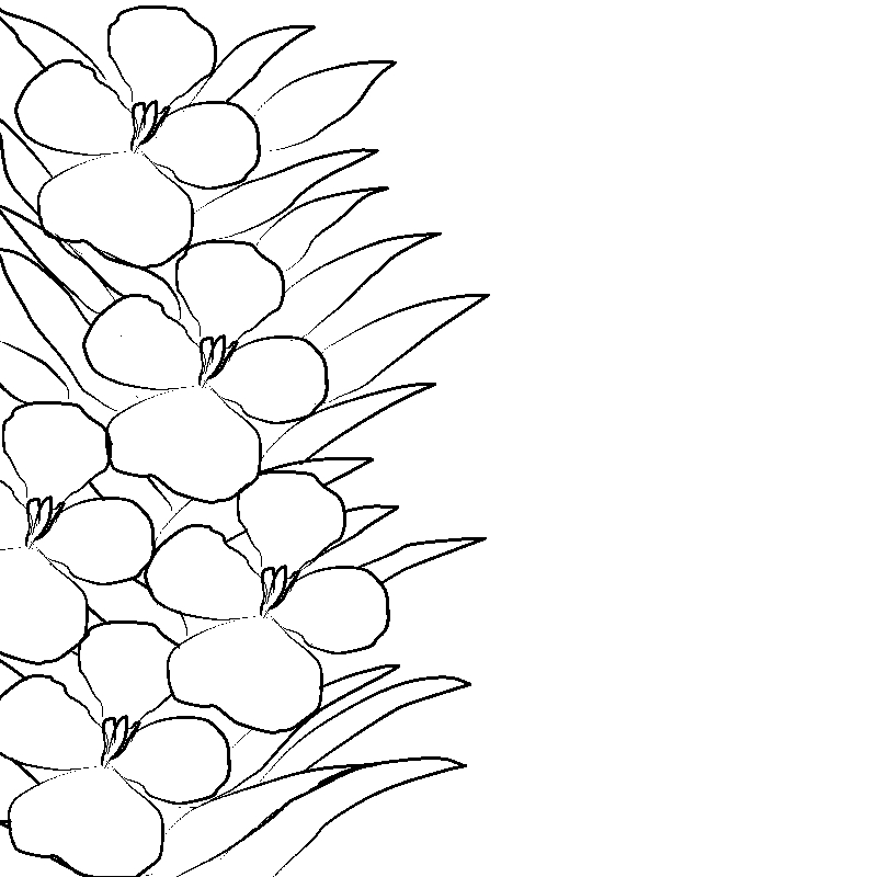 Line art- Flower Drawing Day 25: Wallflower Floral Display