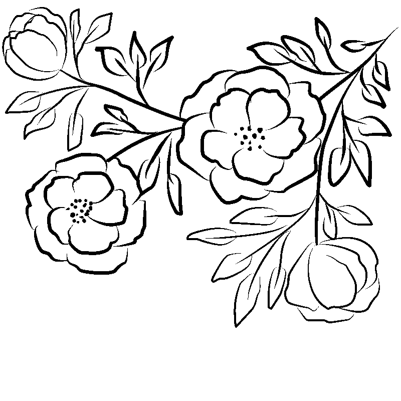 Line art- Flower Drawing Day 26: Kanzan Cherry Blossom Floral Display