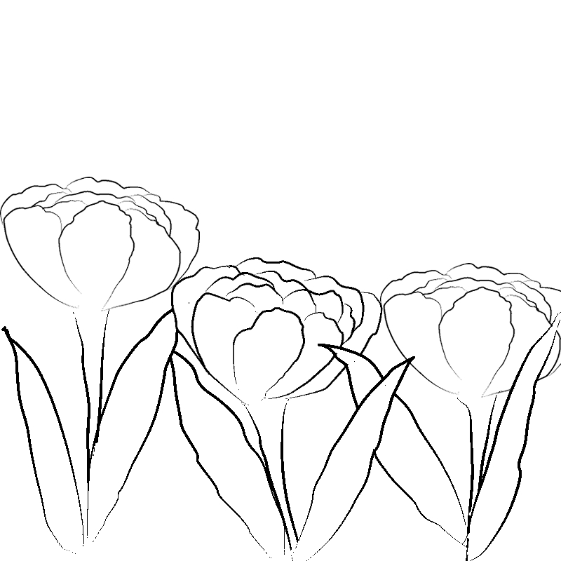 Line art- Flower Drawing Day 27: Tulip Floral Display