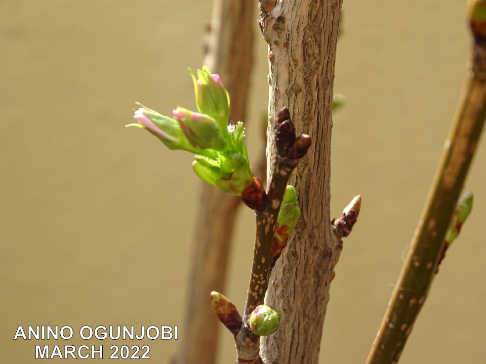 Nature photography: Cherry Blossom- ‘Amanogawa’ bud bursting into bloom