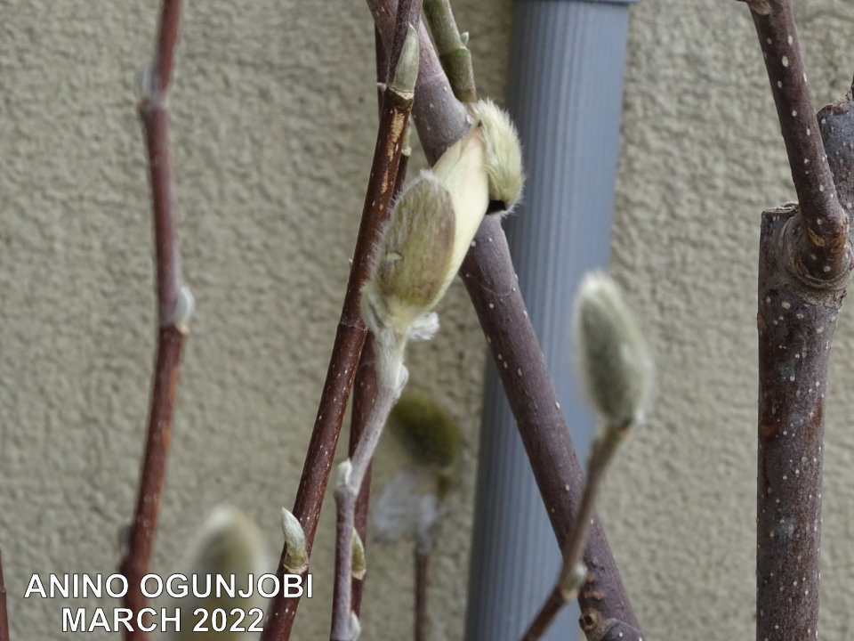 Nature photography: Magnolia bud bursting into bloom