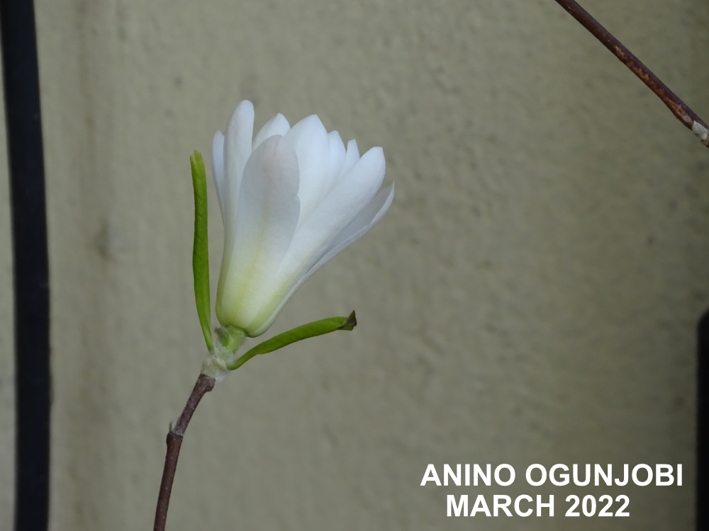 Nature Photography: Bloom of the Magnolia Stellata