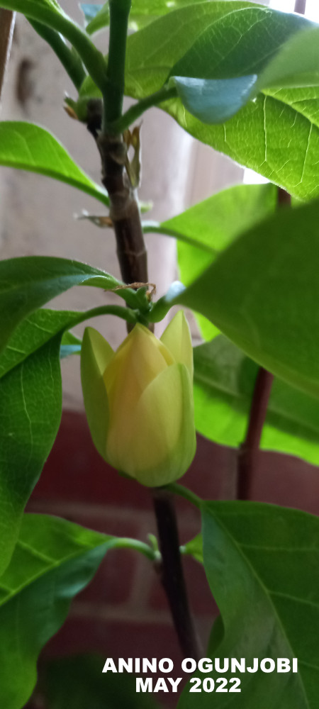 Nature Photography: Yellow Bird Magnolia