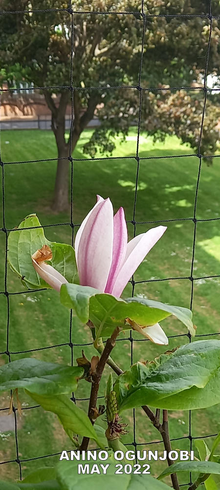 Nature Photography: Red Lucky Magnolia