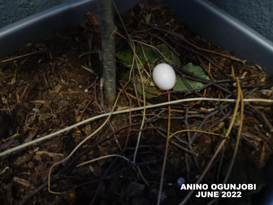 Nature Photography: Rock Pigeon’s Egg